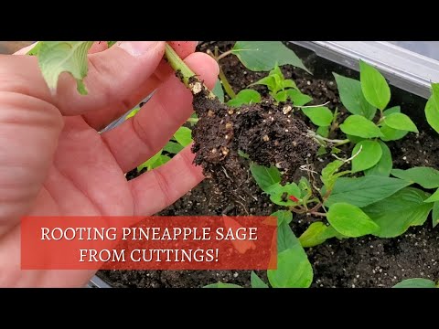 How to EASILY Propagate Pineapple Sage! (Salvia elegans)