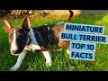 Miniature Bull Terrier - TOP 10 Interesting Facts の動画、YouTube動画。