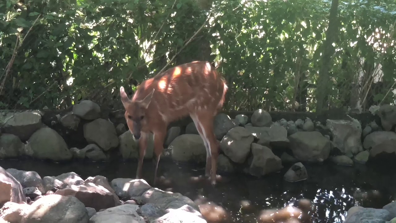  Batu  Secret Zoo Jawa  Timur  Park 2 Malang  2 YouTube