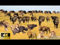 African Safari 4K - Lake Nakuru National Park, kenya | The Most Fascinating Wildlife in Africa