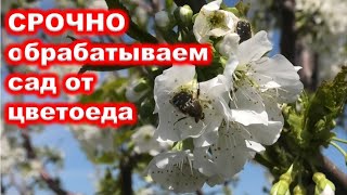 СРОЧНАЯ ОБРАБОТКА сада ОТ ЦВЕТОЕДА без вреда опылителям.