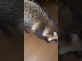 家に侵入してきたタヌキ#タヌキ#田舎の日常#香川県#平成ぽんぽこ