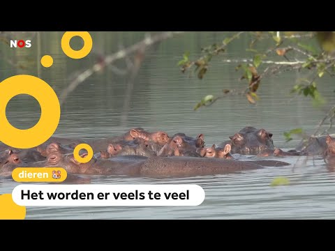 Video: Waar Nijlpaarden Worden Gevonden