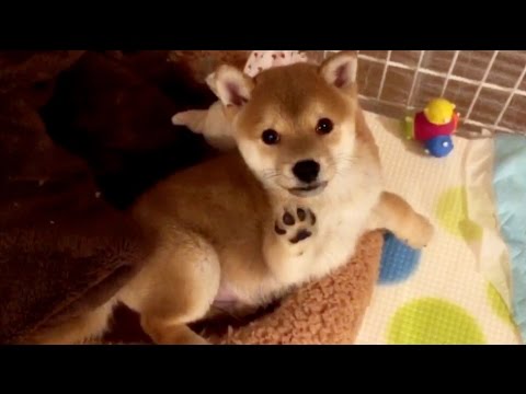 ハイタッチの歴史 柴犬子犬のこてつ君成犬になりました Youtube