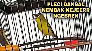 PLECI DAKBAL NEMBAK KEJEERR NGEBREN || SPEK G12-G16