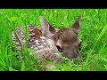 Лань - детёныш. Cub of Fallow deer.