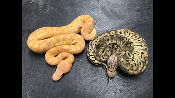 Long awaited new Clown Ball Python combos!