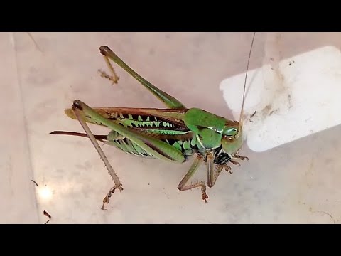 Голодный кузнечик мстит! (Katydid's Revenge!) Gampsocleis sedakovii.
