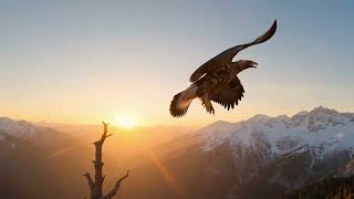 1 Hour of Majestic Eagles in 8K | Sacred Flight & Infinite Landscapes (432Hz) 🦅✨