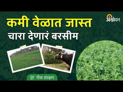 Berseem Fodder: हेक्टरी ६०० ते ८०० क्विंटल हिरवा चारा देणाऱ्या घोडा घासची लागवड? | Agrowon