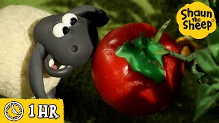 Shaun the Sheep 🐑 The Magic Tomato 🍅✨ Full Episodes Compilation [1 hour]