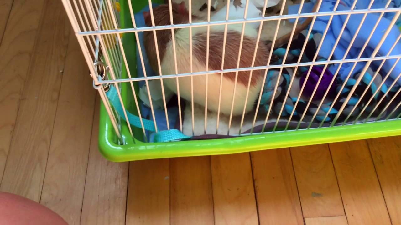 I GOT A NEW RAT!! +meet My Rats - YouTube