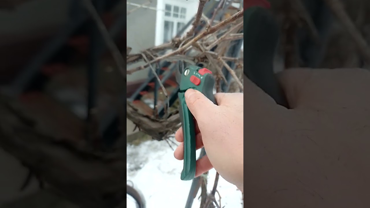 Обрізка винограду на ріжки 