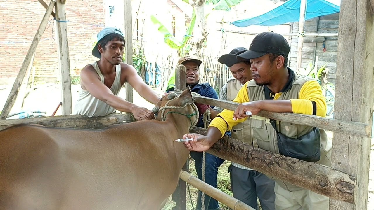 VAKSINASI PMK PADA TERNAK SAPI POLEWALI MANDAR
