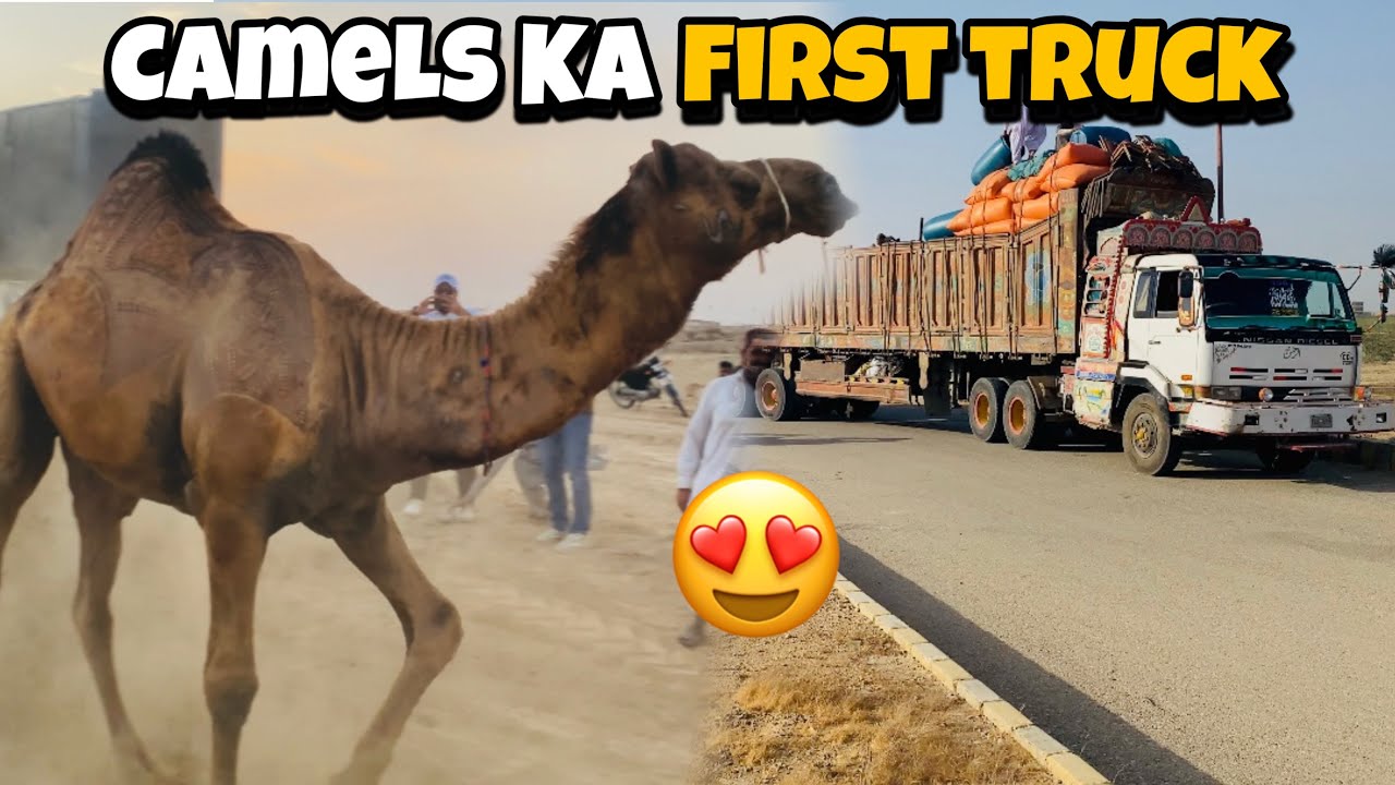 Northern ByPass Mandi Mai Camel Ka First Truck Pohach Gaya Hai😍Unloading Video|Bakra Eid Season 2025