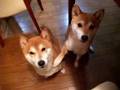 柴犬たち 連続お手 Shibainu stares