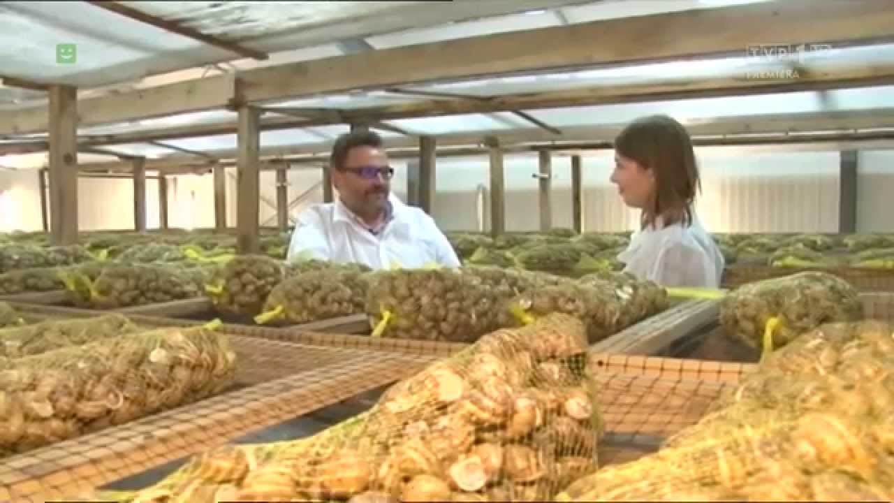 Granja de Caracoles Helix Aspersa Muller. Grudziądz Hodowla Jadalnych Ślimaków Afrykańskich.