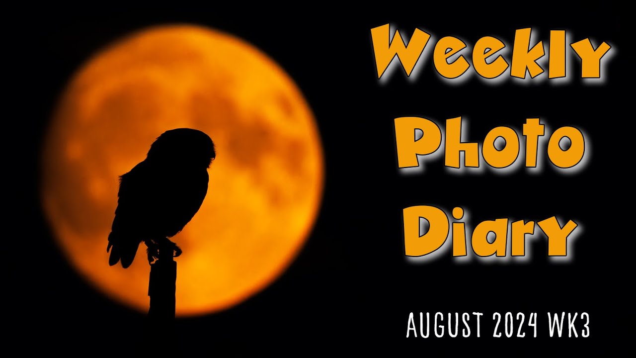 Photo Diary showing owl super moon/ blue moon shots by pro andy rouse ...