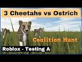 Roblox - Testing A - Three cheetahs vs ostrich - CHEETAH COALITION HUNT