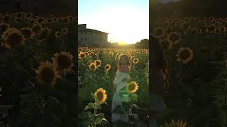 I FOUND THE PRETTIEST SUNFLOWER FIELD IN UMBRIA, ITALY #shorts