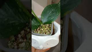 Hoya Polyneura Broget Mermaid Tail 🧜‍♀️ 💫🍃 #healthy #hoya #shortvideo