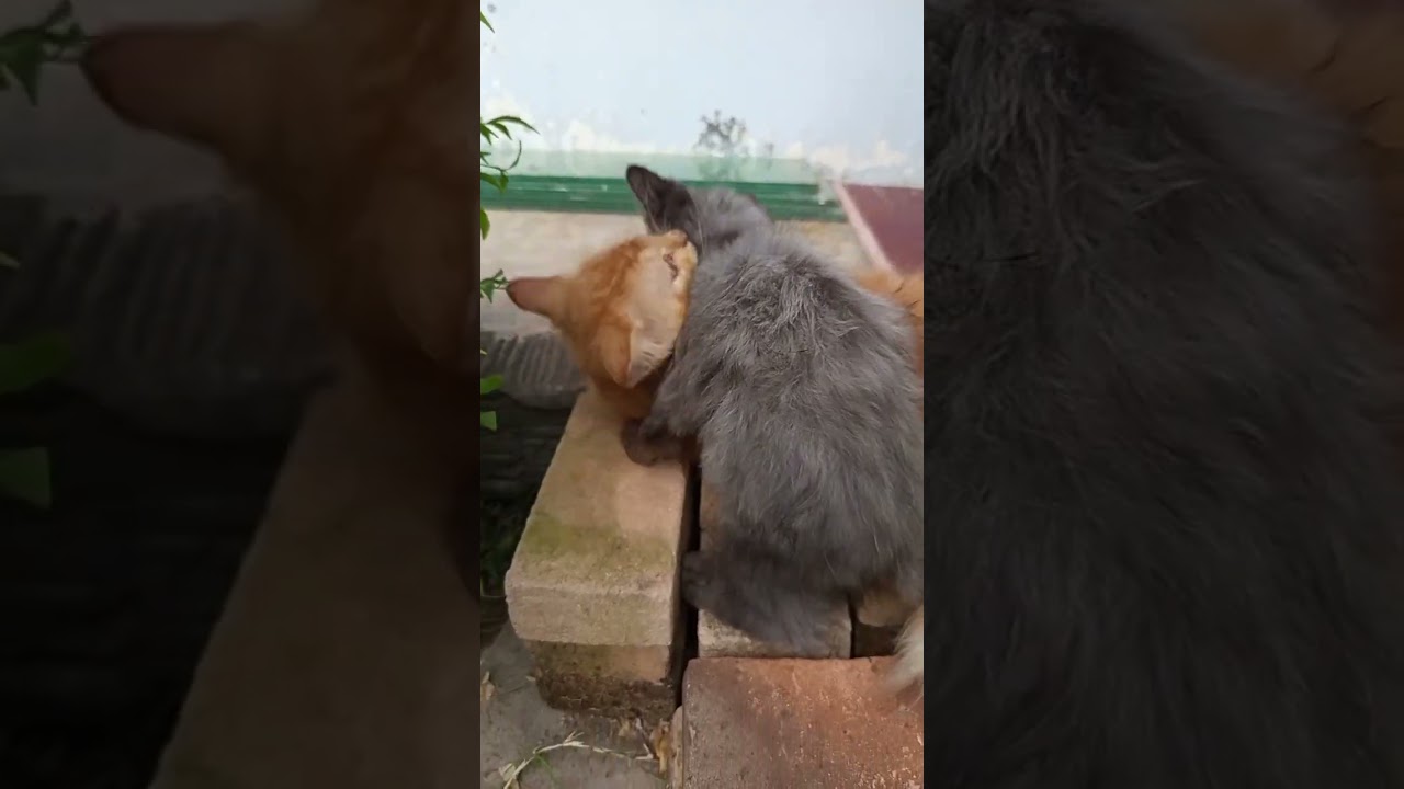 Saudara Kucing untuk Gelar Raja Rumah! 👑🐾"