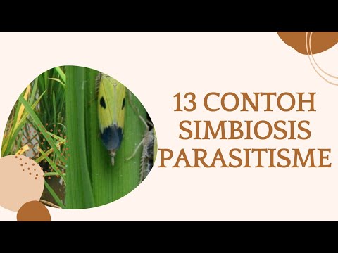Video: Mengapa pemangsa dan parasitisme merupakan hubungan yang berbahaya?