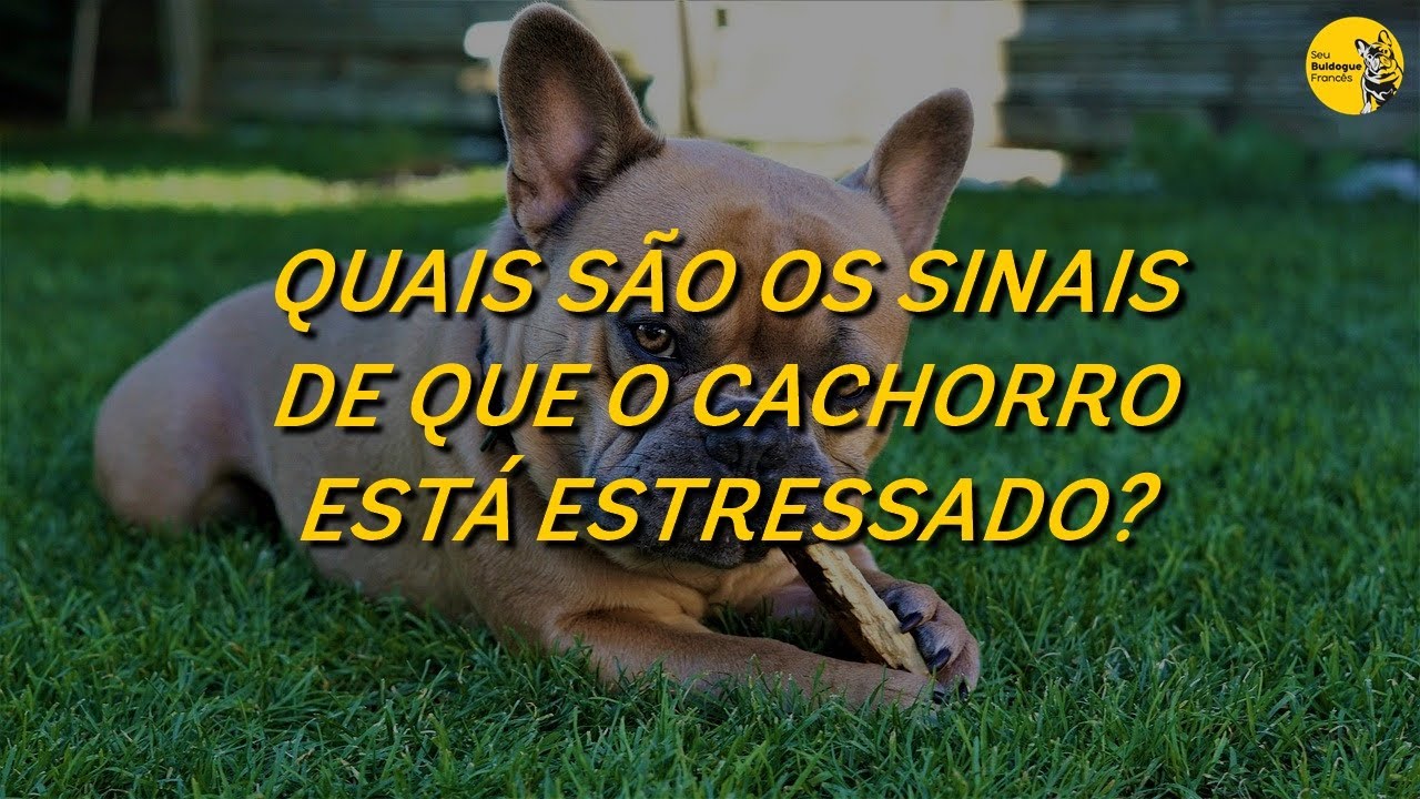 Como Saber Se O Cachorro Quebrou A Pata