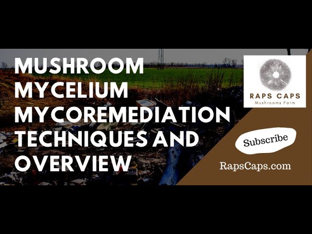 Mycelium - an overview