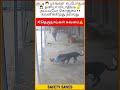 🐶தெருநாய்கள் கவனம்⚠️|📢குழந்தைகளை பத்திரமா பாத்துக்கோங்க🎥|💫Dog Awareness Video⏯️| #shortsfeed