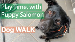 Walking my Puppy Girl Salomon, Play time, so cute