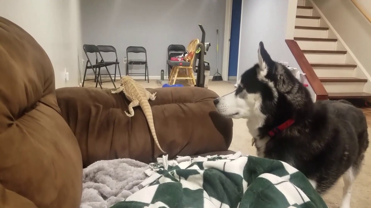 Awkward Husky Tries to Befriend Beardie - YouTube