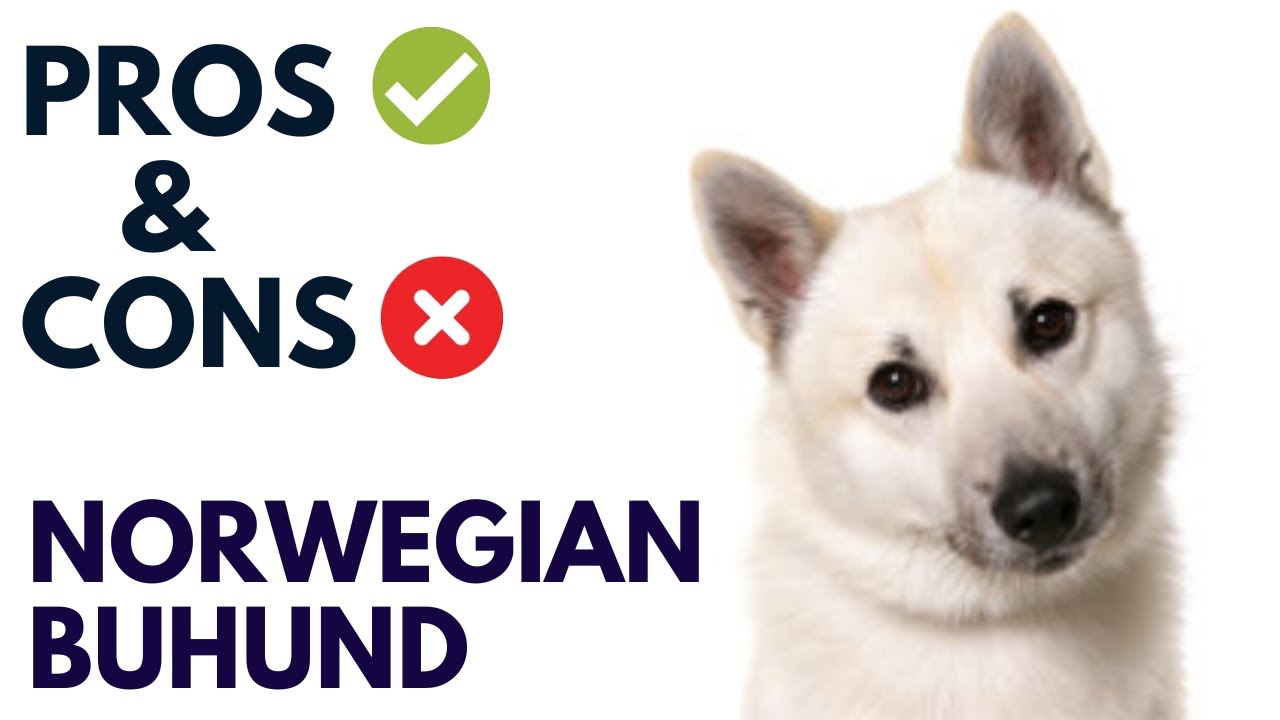 Преимущества и недостатки породы норвежский бухунд |
