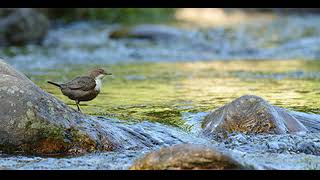 Ручей шум воды,пение птиц,Stream the sound of water,birds singing,流水的声音，鸟儿歌唱