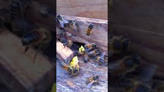 Incredible footage of our new bees