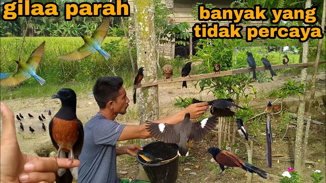 BURUNG-BURUNG JINAK BERKEMBANG PESAT DI AVIARY TERBESAR DI DUNIA