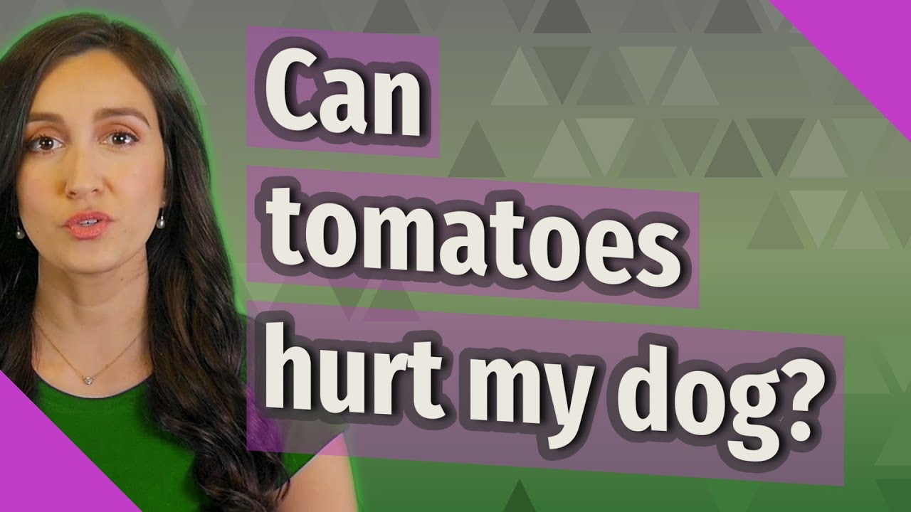 Can tomatoes hurt my dog?