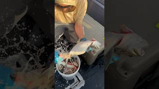 Why was this fish so damn thirsty? #fishing #laketahoe #laketrout