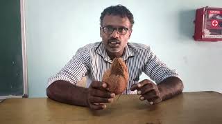 Secret and reality in using coconut - Ground water divining- answers to  queries