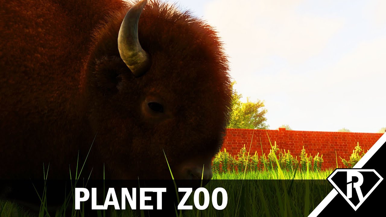 Die Bisons drehen durch // 024 // Zoo YouTube