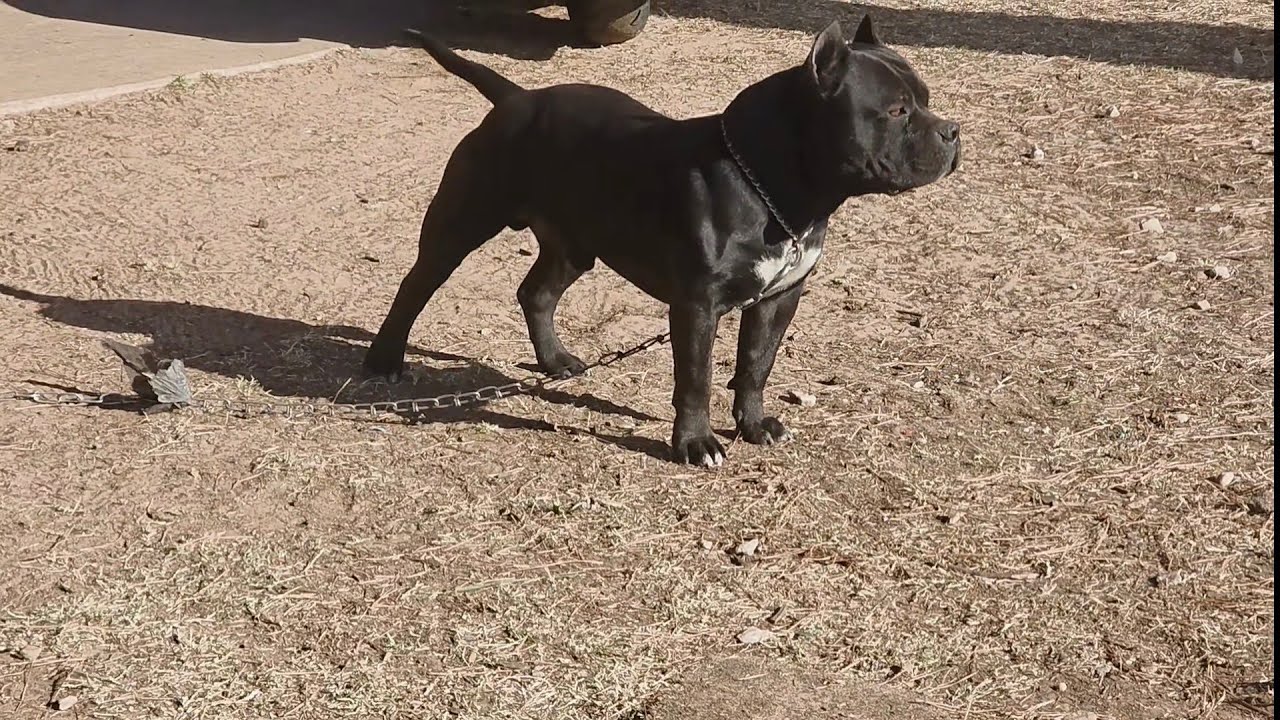 I Think We Completed Our Bloodline! A Look At The Go 2 Hard Litter! Plus A Review Of Future Studs!