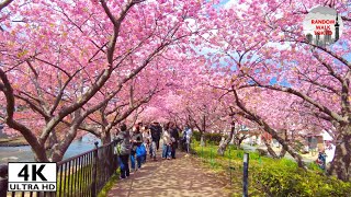 The Best Cherry Blossom in Japan / Kawazu Sakura 2025 Perfect Travel Guide - 4K/ULTRA HDR