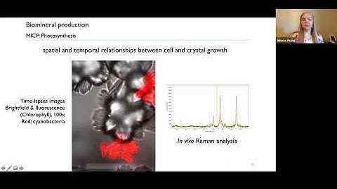 Build-a-Cell: Genetically Programmable Biopolymer & Biomineral Production for Living Materials