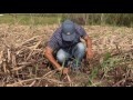 Encalle y deshoje en el cultivo de caña | La Finca de Hoy
