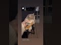 рџ ї Cat Maira S Beauty Funny Trading Comeрџђ Yes I Am A Dengerdy рџ ї Cat Maira S Beauty Funny Trading Comeрџђ Yes I Am A Dengerdy