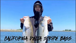 California delta striper fishing 2024