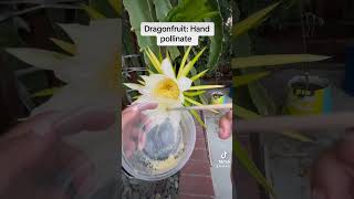 Dragonfruit Hand Pollinate