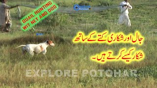 Teetar Aur Batair Ka Shikar | Teetar ka shikar Jaal se | Batair ka shikar with dog & net in Pakistan
