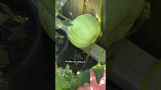 Another pumpkin hiding plants mychannel