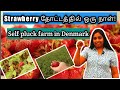 Strawberry Picking| Farm in Denmark |Self plucking|தோட்டத்திலேயே பறிக்கலாம்|New experience|Tamilvlog